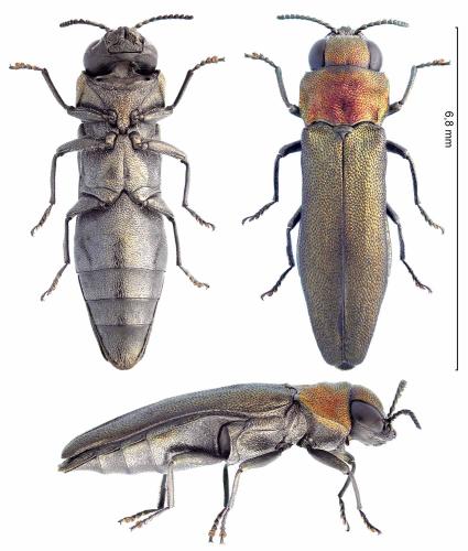 Réf. 344 234 : Agrilus pratensis