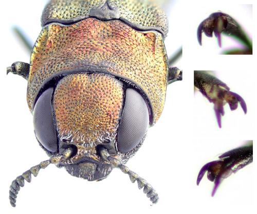 Réf. 344 235 : Agrilus pratensis