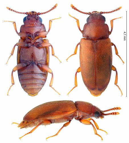 Antherophagus similis