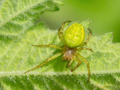 Araniella opisthographa