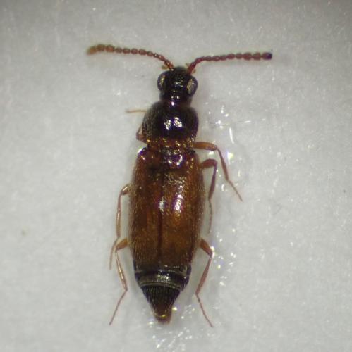 Réf. 344 947 : Eutheia plicata