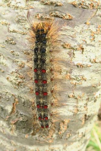 Réf. 344 788 : Lymantria dispar