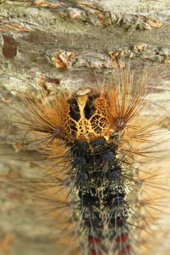 Lymantria dispar