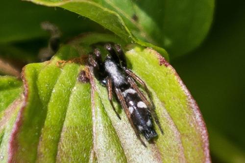 Aphantaulax sp.