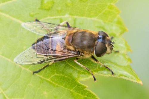 Réf. 344 757 : Eristalis similis
