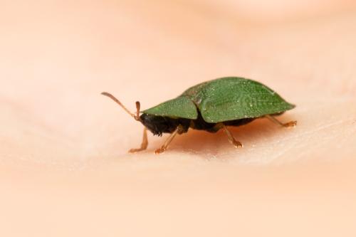 Réf. 344 718 : Cassidinae inconnu