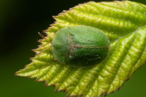 Réf. 344 717 : Cassidinae inconnu
