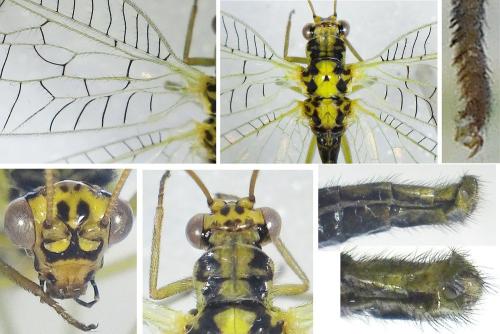 Réf. 344 974 : Chrysopa walkeri