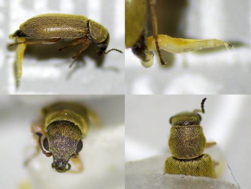 Danacea sp.
