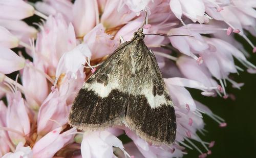 Réf. 344 607 : Udea hamalis