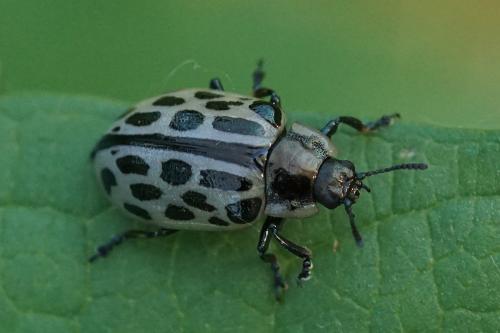 Chrysomela vigintipunctata