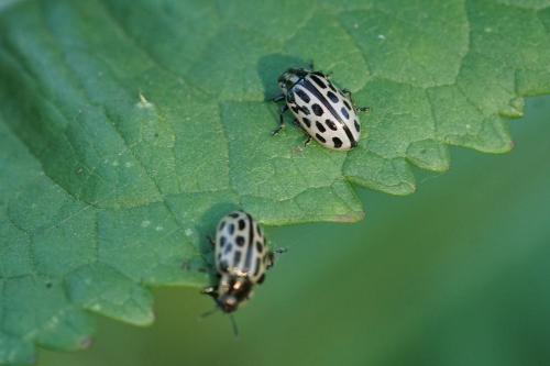Chrysomela vigintipunctata