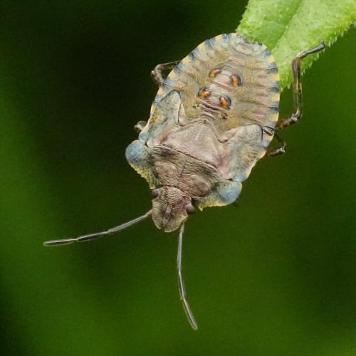 Réf. 344 480 : Pentatoma rufipes