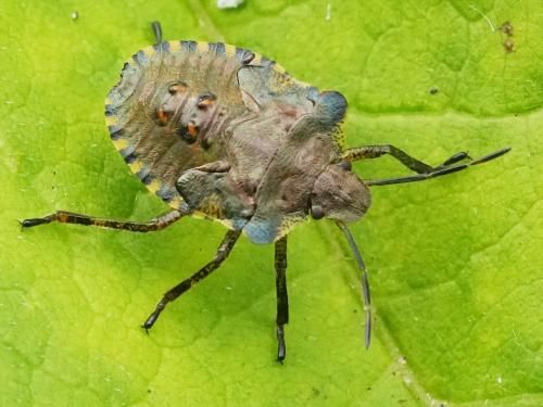 Réf. 344 481 : Pentatoma rufipes