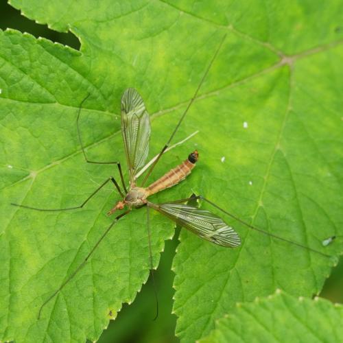 Réf. 344 720 : Tipula fascipennis