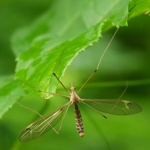 Réf. 344 724 : Tipula helvola