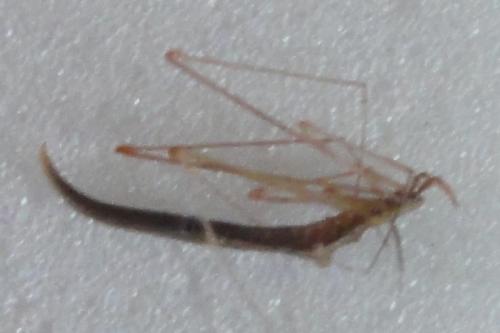 Réf. 344 113 : Rhomphaea rostrata