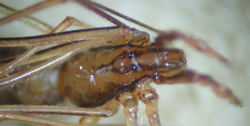 Réf. 344 114 : Rhomphaea rostrata