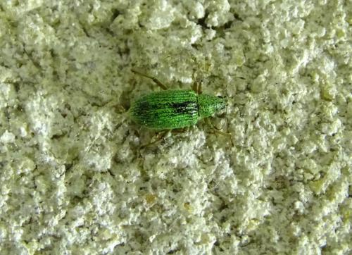 Réf. 344 075 : Polydrusus sp.