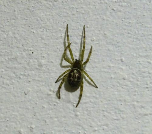 Réf. 344 079 : Steatoda nobilis