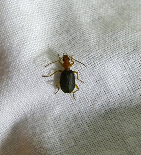 Brachinus crepitans