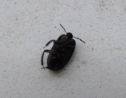 Réf. 344 127 : Cydnus aterrimus
