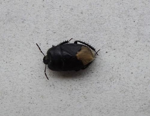 Réf. 344 128 : Cydnus aterrimus