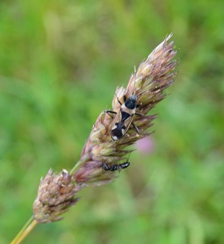 Raglius confusus