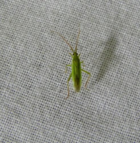 Réf. 344 457 : Stenodema calcarata