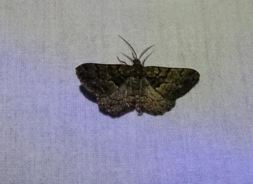 Réf. 344 617 : Peribatodes ilicaria