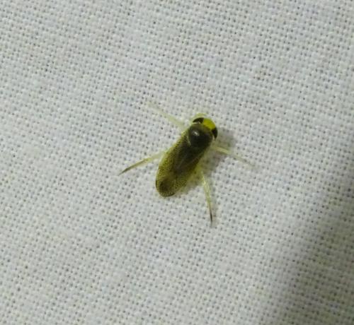 Réf. 344 935 : Sigara lateralis