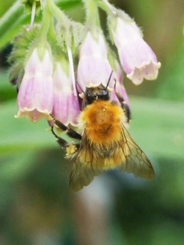Réf. 344 722 : Bombus pascuorum