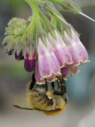 Réf. 344 723 : Bombus pascuorum
