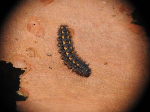 Eilema complana
