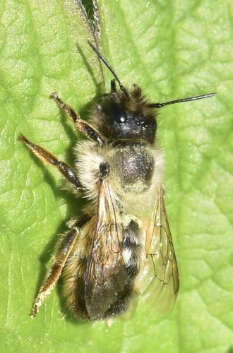 Réf. 344 085 : Osmia bicornis