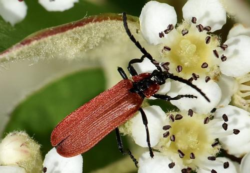 Réf. 344 875 : Lygistopterus sanguineus