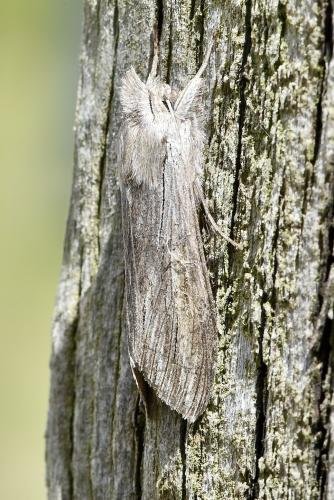 Cucullia umbratica