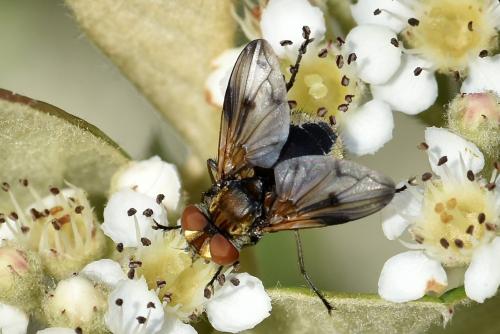 Ectophasia leucoptera