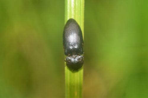 Agrypnus murinus