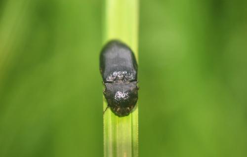 Agrypnus murinus