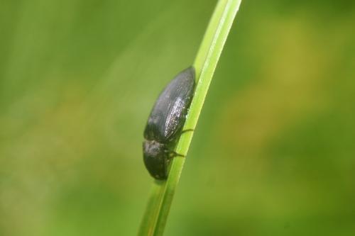 Agrypnus murinus