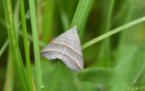 Réf. 344 373 : Colobochyla salicalis
