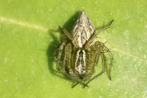 Oxyopes (lineatus-nigripalpis)