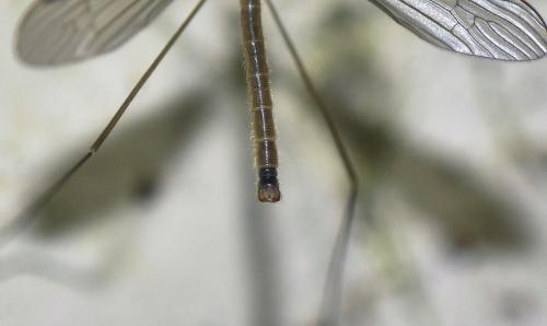 Austrolimnophila sp.