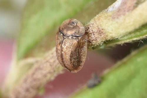 Réf. 344 876 : Hypocassida subferruginea