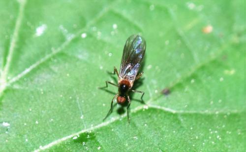 Réf. 344 615 : Ocydromia glabricula