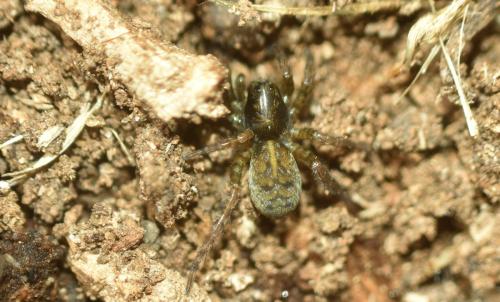 Arctosa leopardus
