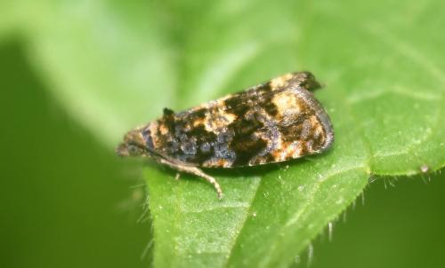 Réf. 344 246 : Endothenia sp.