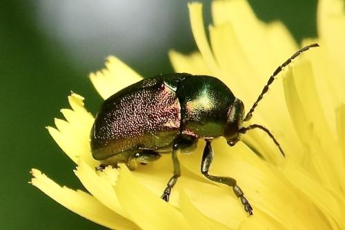 Cryptocephalus sp.