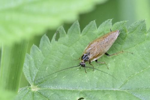 Ectobius lapponicus